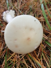 Amanita virosa