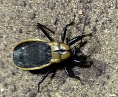 Ectrichodia crux