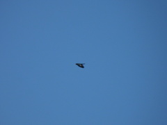 Eurystomus orientalis