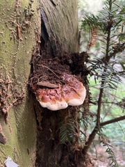 Ganoderma carnosum