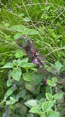 Ballota nigra