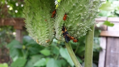 Asclepias syriaca
