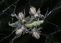 Stegodyphus sarasinorum