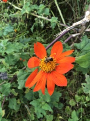 Tithonia rotundifolia