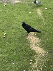 Corvus frugilegus