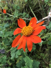 Tithonia rotundifolia