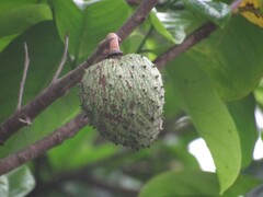 Annona montana