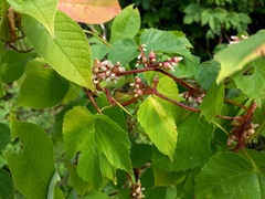 Cuscuta lupuliformis
