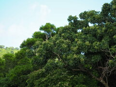 Sapindus mukorossi