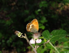Coenonympha arcania