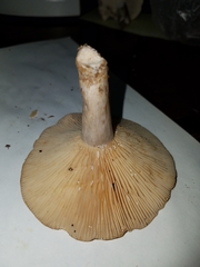 Lactarius quietus incanus