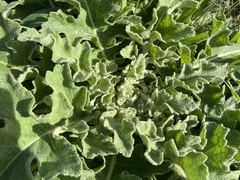 Verbascum