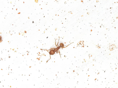 Wasmannia auropunctata