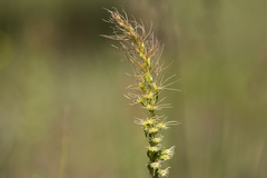 Holothrix burchellii