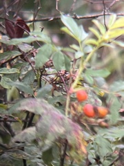 Rosa palustris