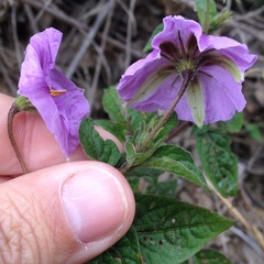 Lycianthes acapulcensis