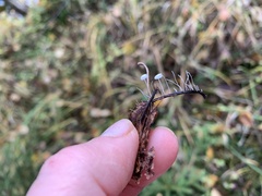 Marasmius epiphyllus