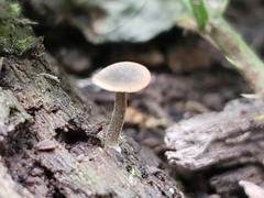Simocybe centunculus