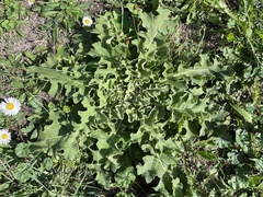 Verbascum