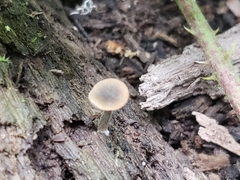Simocybe centunculus