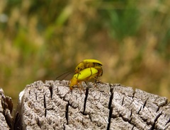 Cteniopus sulphureus