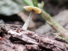 Simocybe centunculus