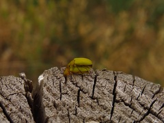 Cteniopus sulphureus
