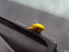 Cteniopus sulphureus