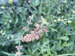 Salvia