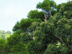 Sapindus mukorossi