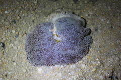 Stichodactyla haddoni