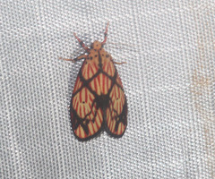 Barsilene pallinflexa