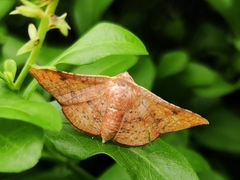 Thyrididae