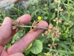 Salvia