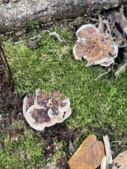 Hydnellum scrobiculatum