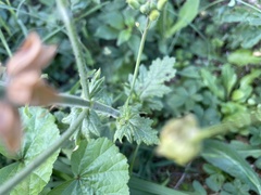 Salvia