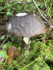 Leccinum variicolor