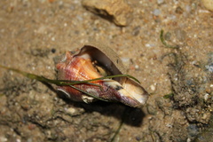 Volegalea cochlidium