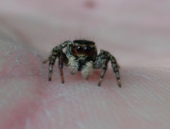 Carrhotus xanthogramma