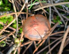 Chroogomphus rutilus