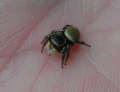 Carrhotus xanthogramma