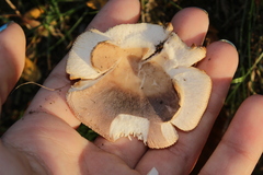 Heterophyllidia