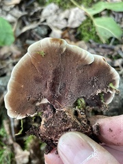 Hydnellum scrobiculatum