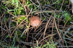 Chroogomphus rutilus