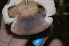 Heterophyllidia