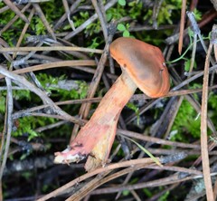 Chroogomphus rutilus