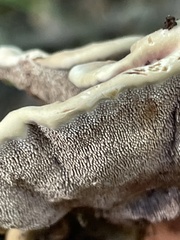 Hydnellum scrobiculatum