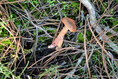 Chroogomphus rutilus