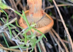 Chroogomphus rutilus