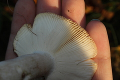 Heterophyllidia